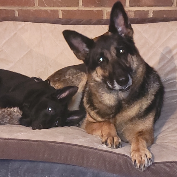 Chevron Scarf - Picture 8 of 8